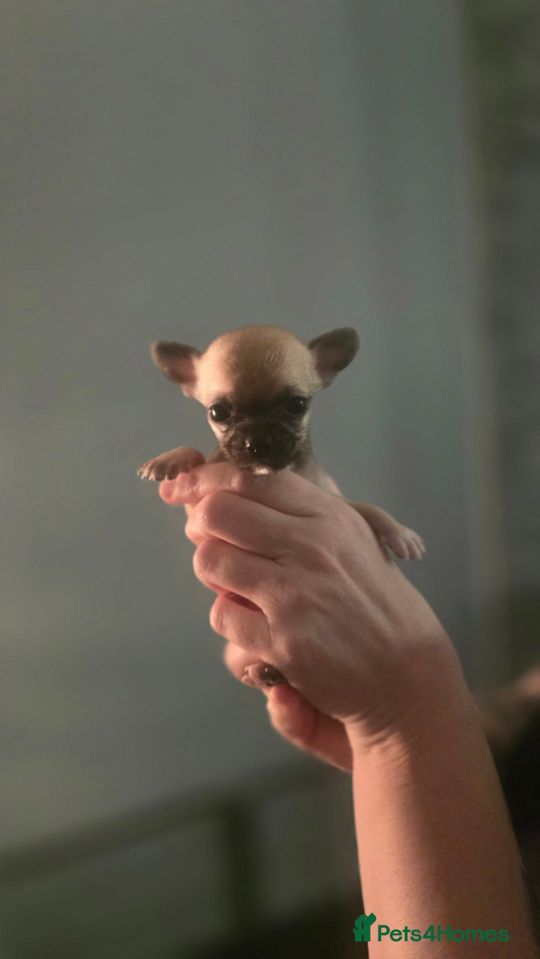 Chihuahua dogs for sale:  **  chihuahuas  - Advert 7