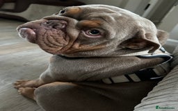 English Bulldog dogs for sale: Loving new home needed  - Image 1