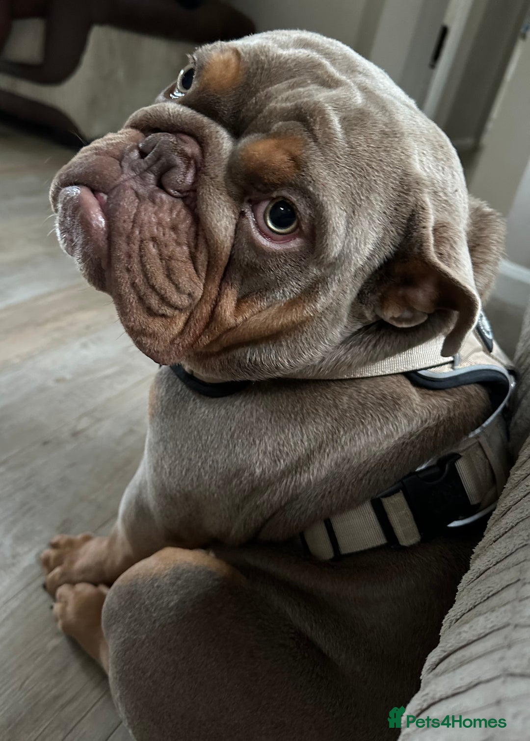 English Bulldog dogs for sale: Loving new home needed  - Image 1
