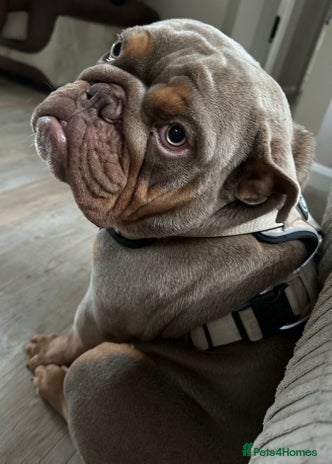 English Bulldog dogs - Advert 1