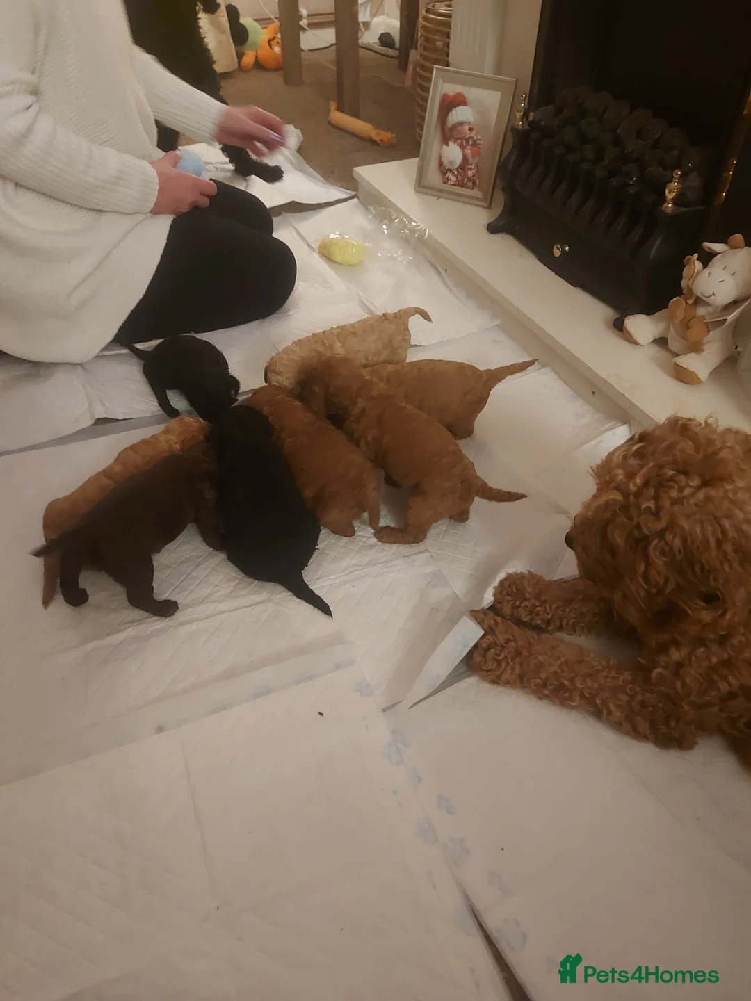 Cockapoo dogs for sale: Cockapoo puppies - Advert 24