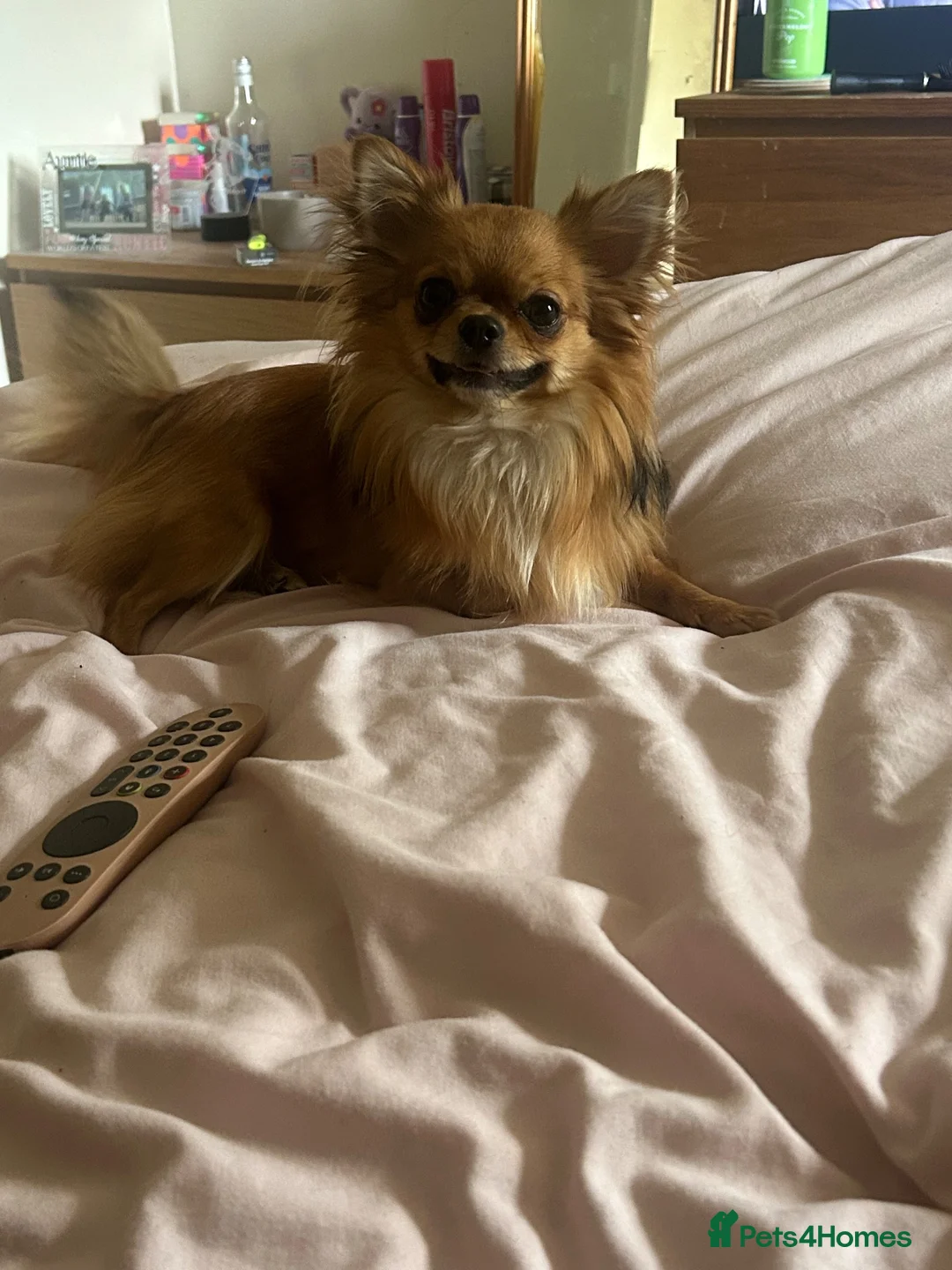 Chihuahua dogs for stud: Chihuahua For stud  in Tamworth - Advert 2