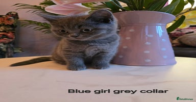 British Shorthair cats A charming kitten will be available in December. - Advert 16