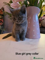 British Shorthair cats A charming kitten will be available in December. - Advert 16