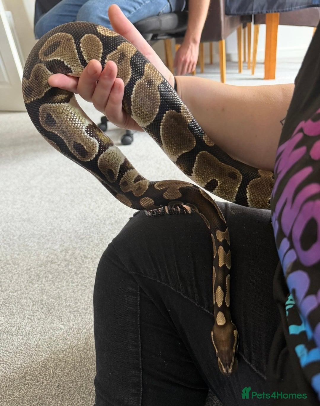 Python Snake reptiles for sale: Ball python Monty  - Advert 4