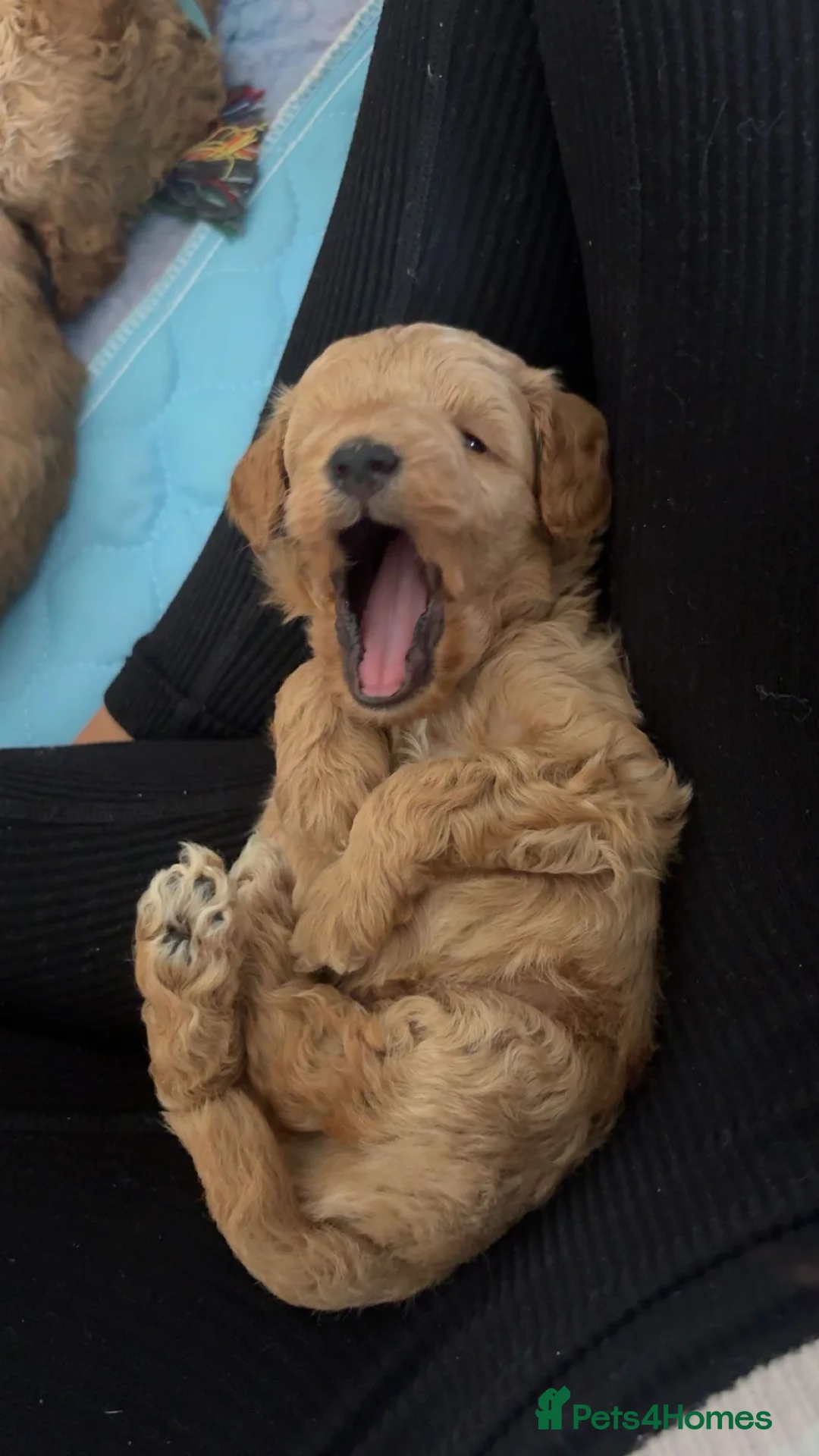 Labradoodle dogs for sale: F2bs labradoodle puppies  - Advert 10