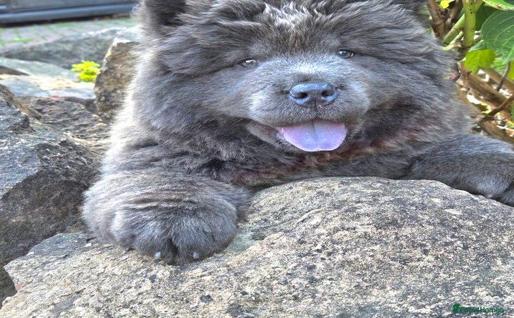 Chow Chow dogs - Advert 1