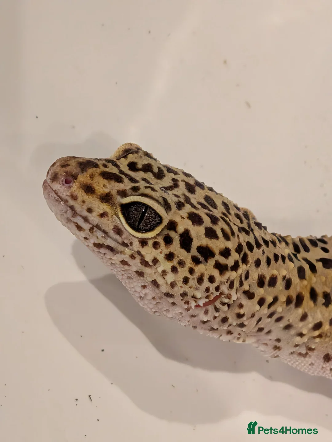 Leopard Gecko reptiles for sale: Leopard Gecko and Vivarium in Ashtead - Advert 5