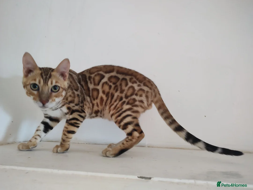 Bengal cats for sale: Bengal kitten - Advert 8