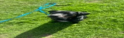 Mixed Breed dogs for sale: Lab X Staffy X Springer spaniel  - Advert 7