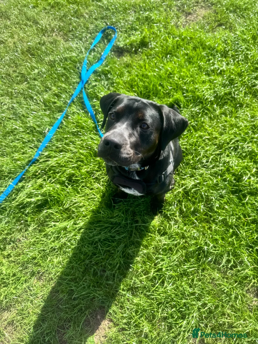 Mixed Breed dogs for sale: Lab X Staffy X Springer spaniel  - Advert 7