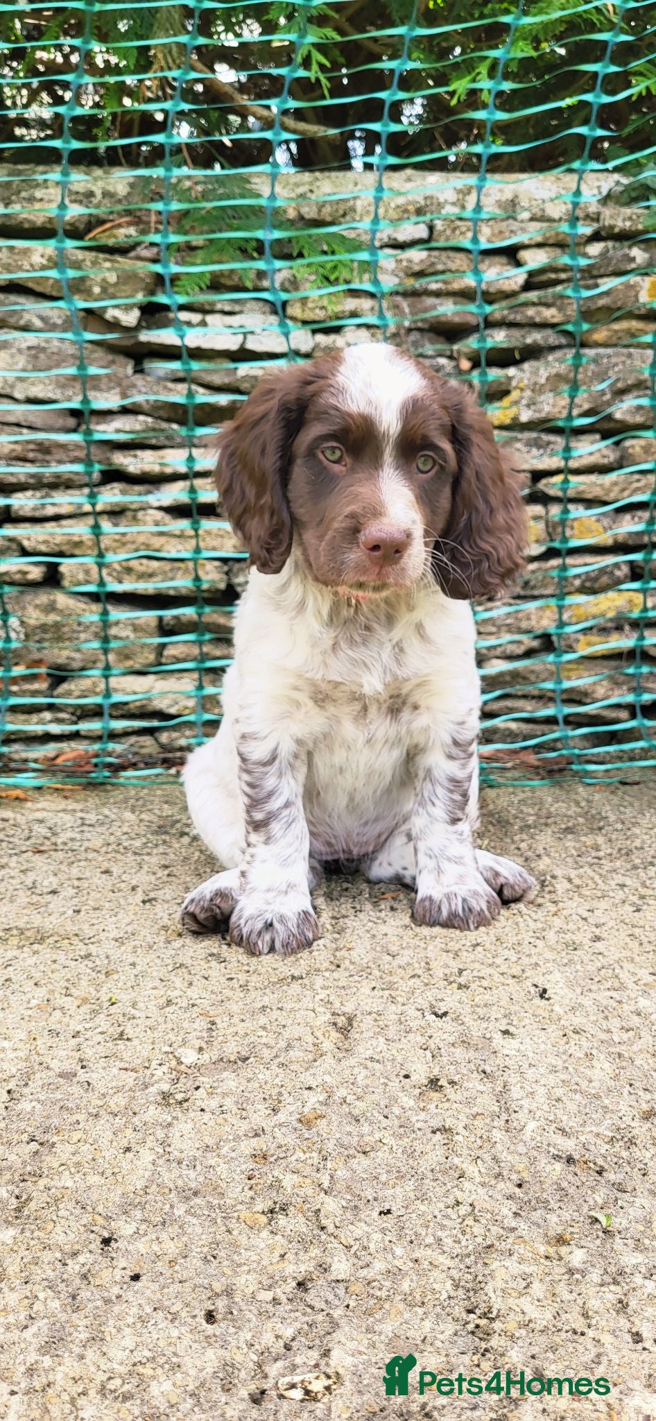 Mixed Breed dogs for sale: Cocker x sprollie  - Advert 1