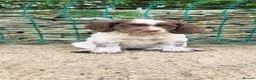 Mixed Breed dogs for sale: Cocker x sprollie  - Advert 1