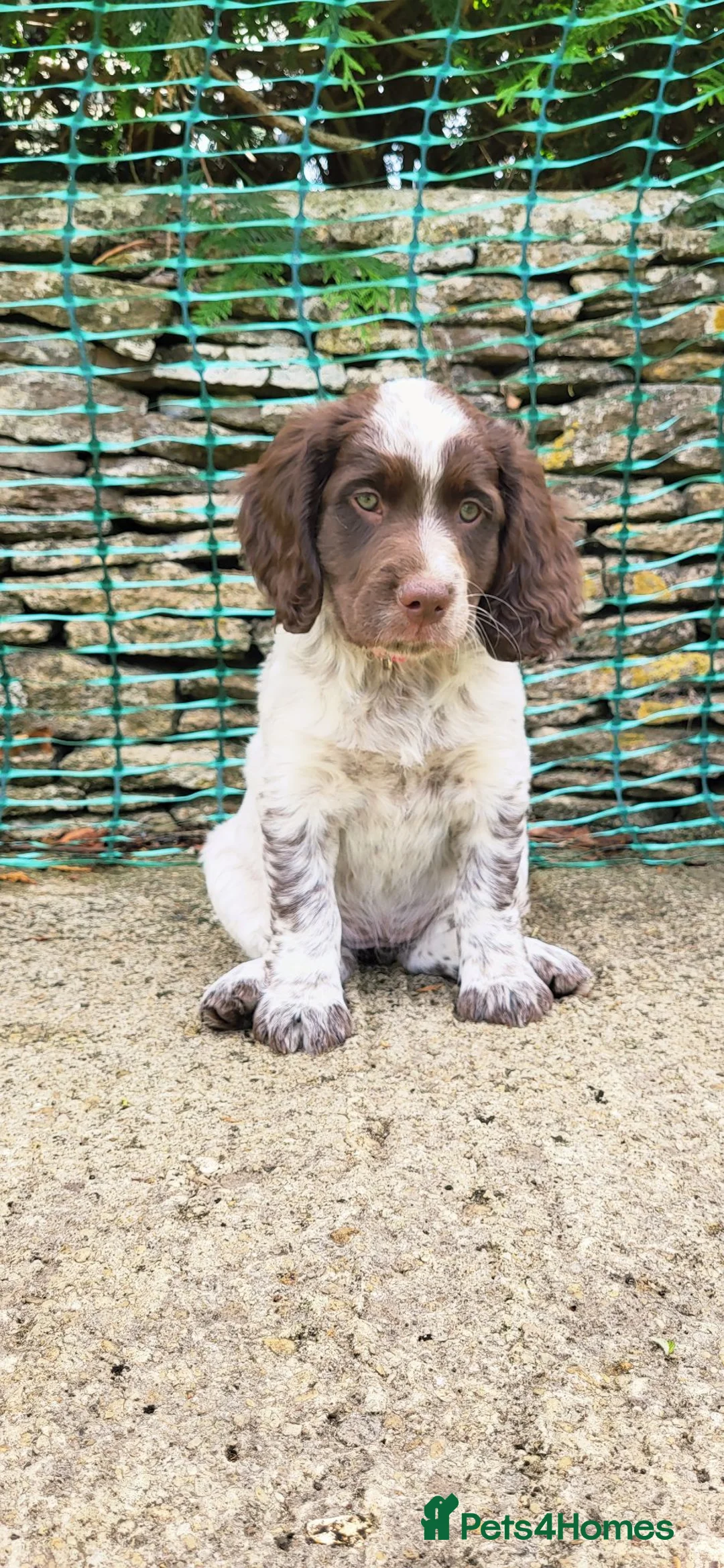 Mixed Breed dogs for sale: Cocker x sprollie  - Advert 1