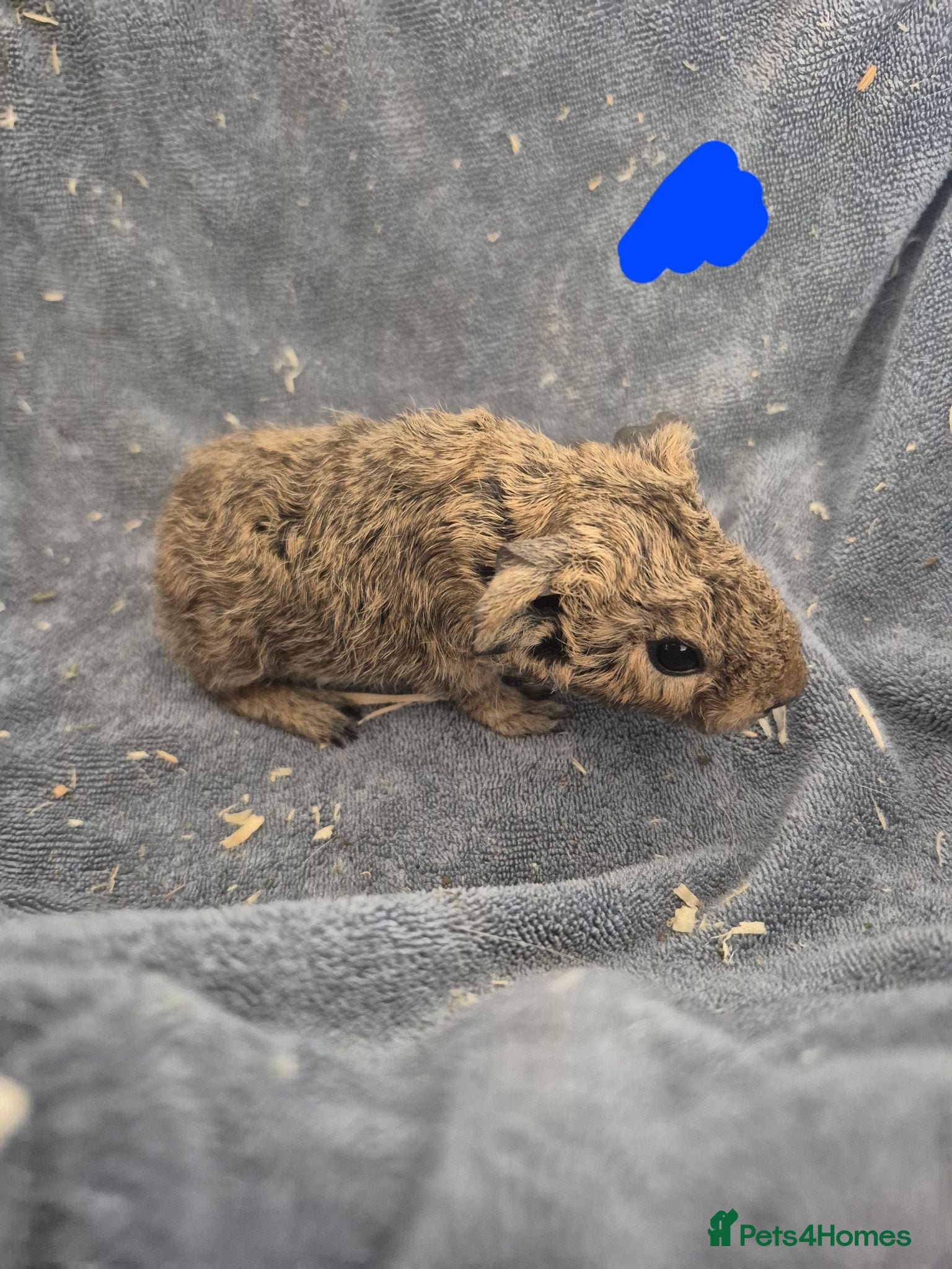 Guinea Pig rodents Purebred piggies for sale  - Advert 11