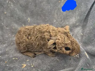 Guinea Pig rodents Many little piggies for sale! - Advert 1
