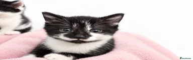 Male Kitten Black and White 