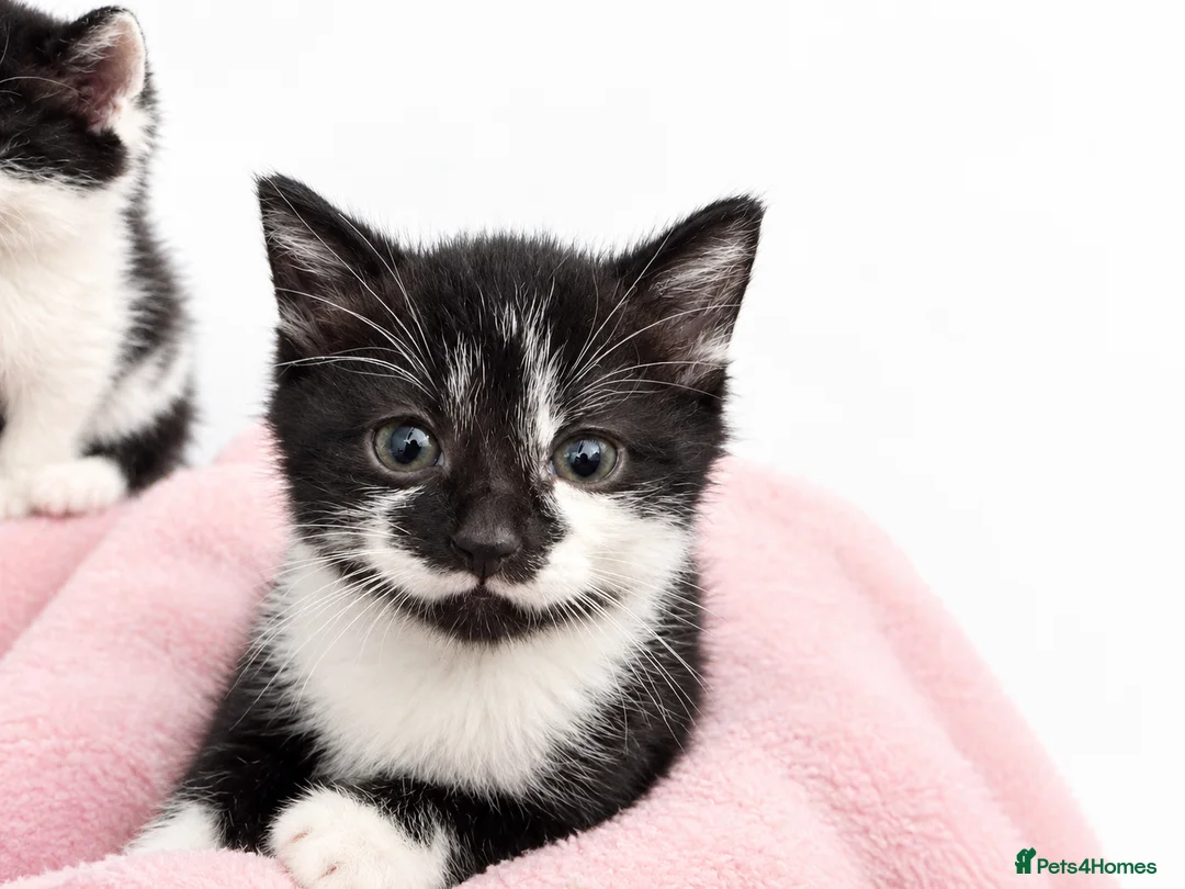 Mixed Breed cats for sale: 3 Male and 1 Female kitten - Advert 2