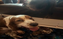 Welsh Springer Spaniel dogs for sale: Home Reared Handsome Boys - Image 7
