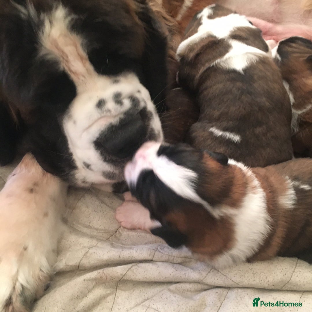 Saint Bernard dogs for sale: KC Reg Pups To Approved Homes. Health-tested line. - Advert 1