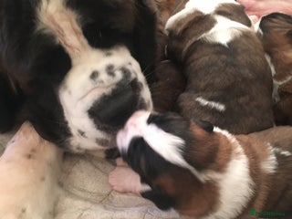 Saint Bernard dogs KC Reg Pups To Approved Homes. Health-tested line. - Advert 8