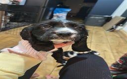 Cocker Spaniel dogs for sale: Beautiful Working Cocker Spaniel puppies - Advert 8