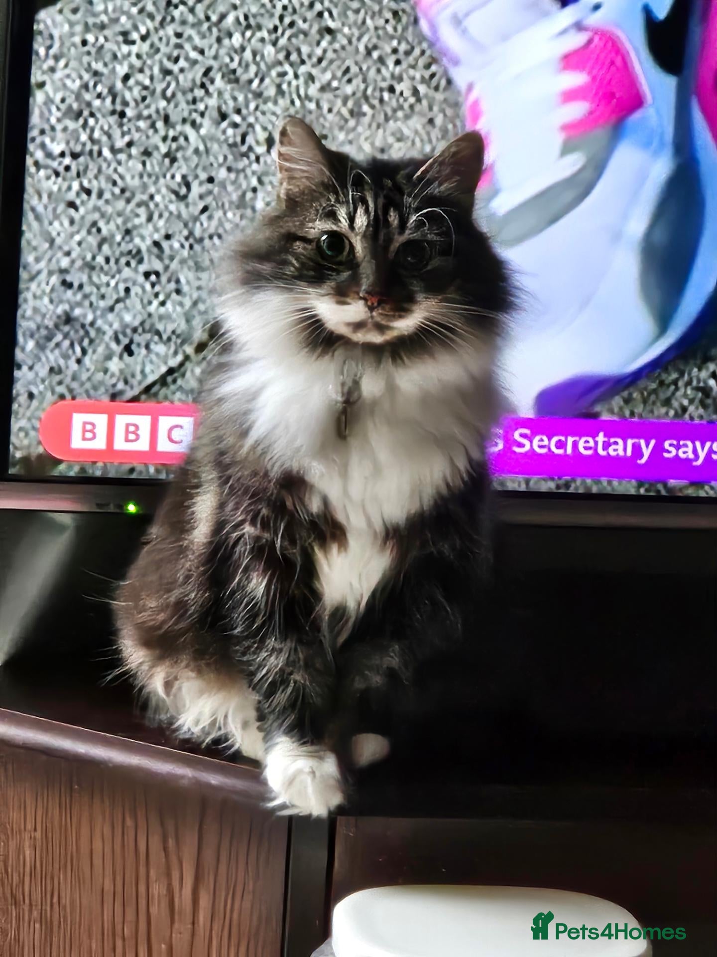 Mixed Breed cats Bella  - Advert 1