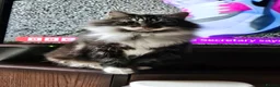 Mixed Breed cats for sale: Bella  - Advert 1