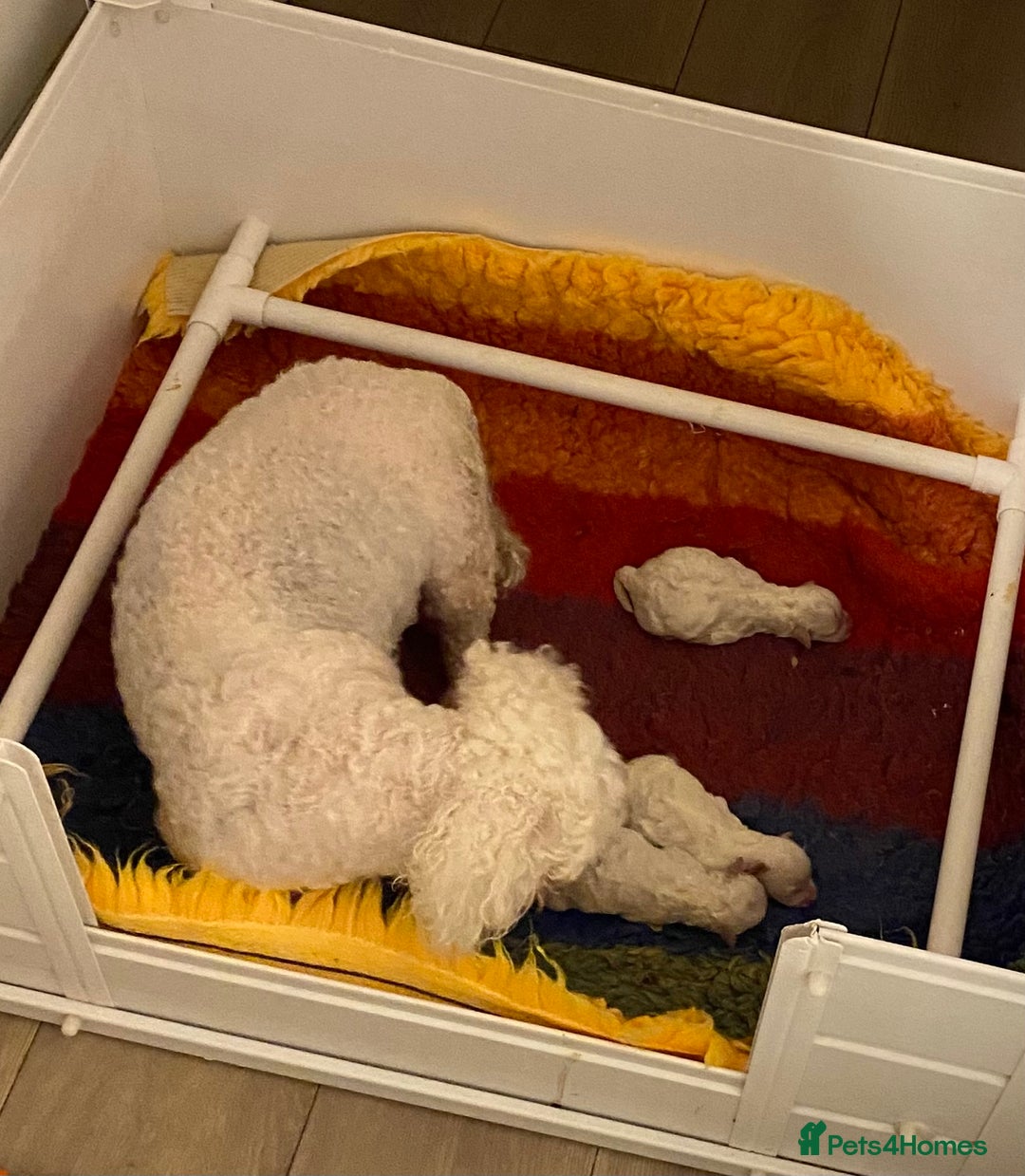 Bichon Frise dogs for sale: Beautiful kc registered bichon frise - Image 3