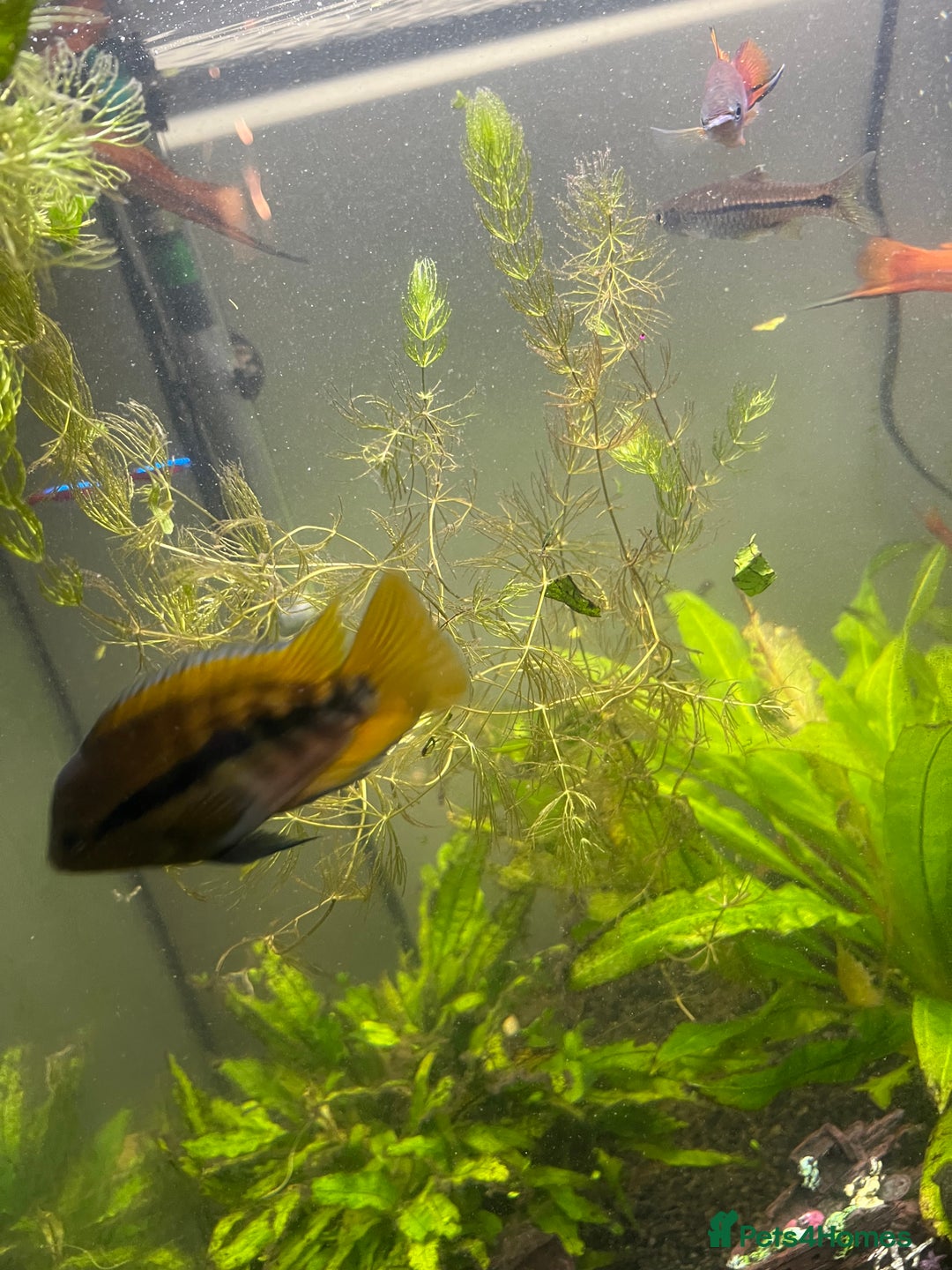 Tetras fish for sale: Fluval aquarium  - Advert 5