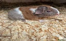 Guinea Pig rodents for sale: Teddy guinea pigs  - Image 2