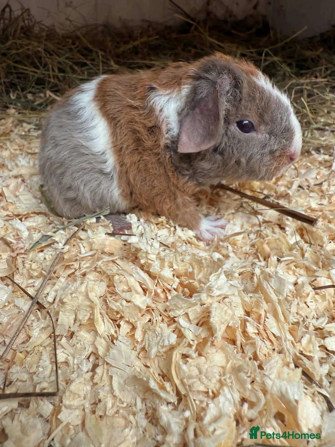 Guinea Pig rodents for sale: Teddy guinea pigs  - Advert 2