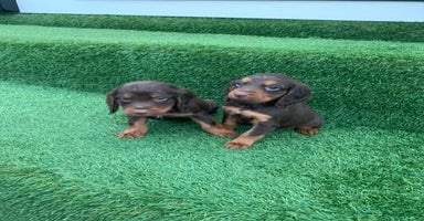 Cocker Spaniel dogs - Advert 1