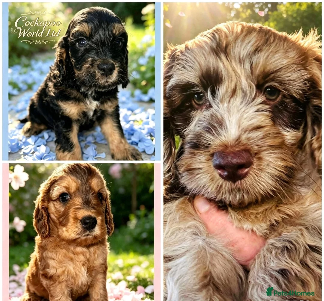 Cockapoo dogs for sale: DNA CLEAR,Last 3 Outstanding Cockapoos puppies ❤️ - Advert 1