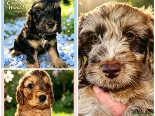 Cockapoo dogs DNA CLEAR,Last 2 Outstanding Cockapoos puppies ❤️ - Advert 7