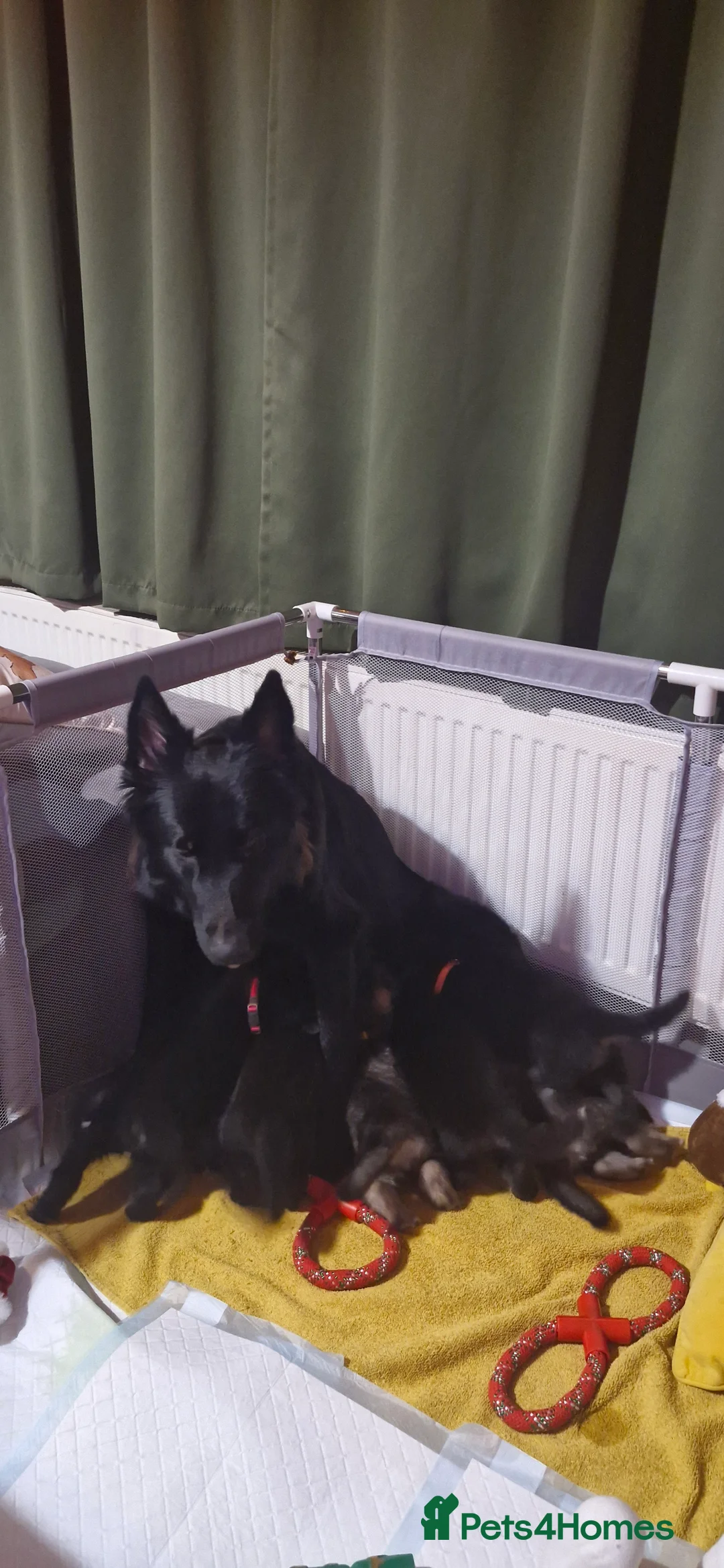 Mixed Breed dogs for sale: German sheperd Malamute  - Advert 1