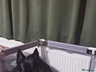 Mixed Breed dogs German sheperd Malamute - Advert 8