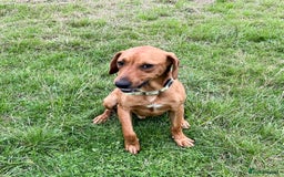 Mixed Breed dogs for adoption: ROWAN - You'll Fall in Love with this Boy! - Image 1