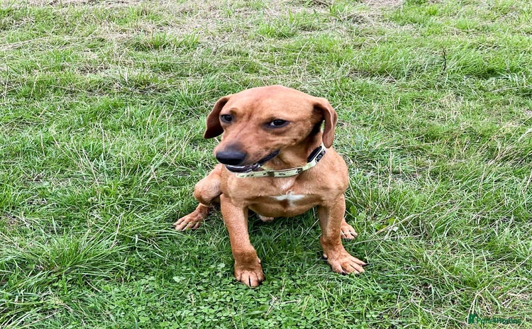 Mixed Breed dogs - Advert 3