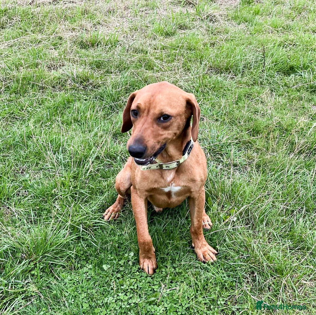 Mixed Breed dogs for adoption: ROWAN - You'll Fall in Love with this Boy! - Image 1