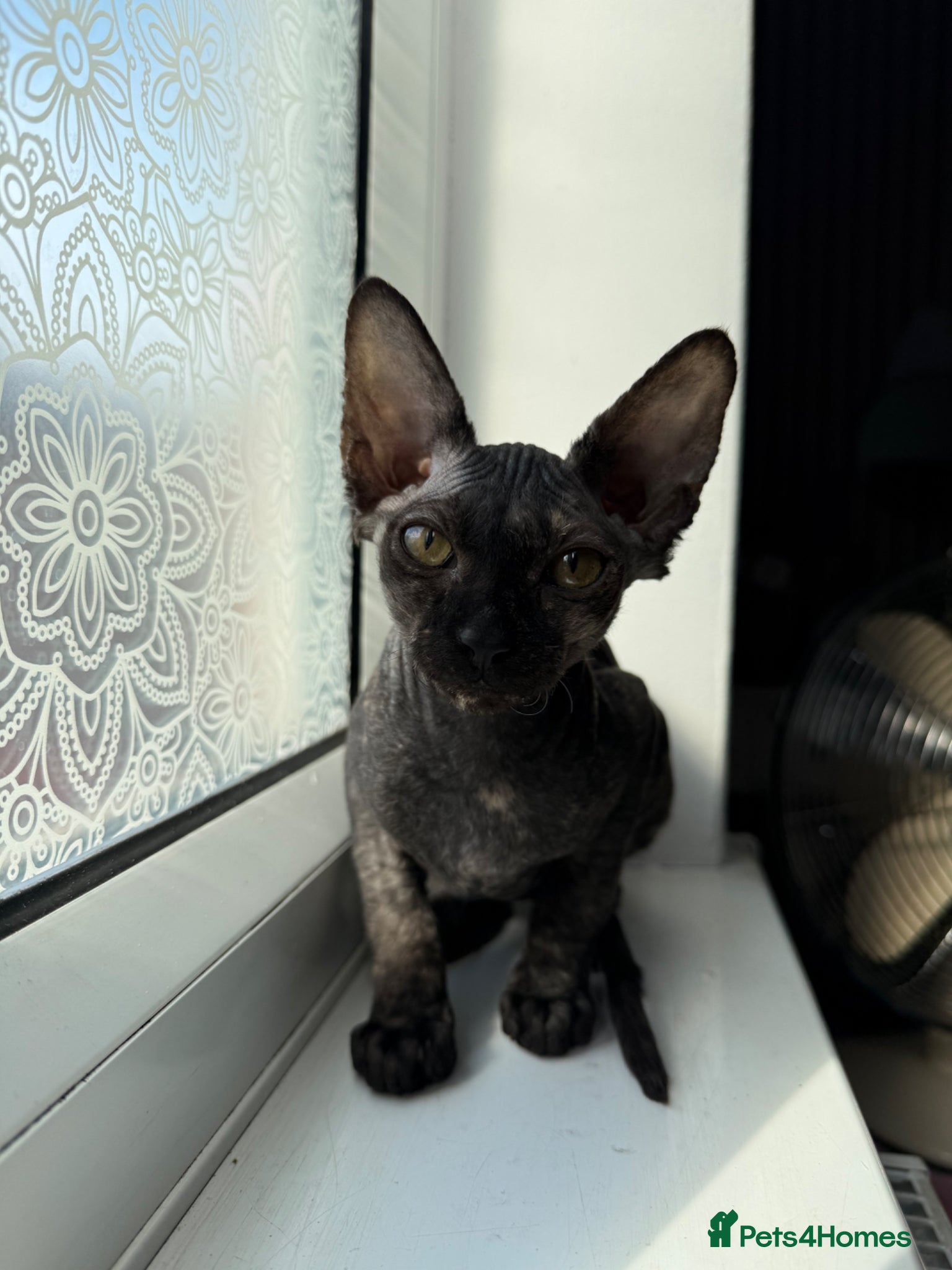 Sphynx cats Black Sphynx Tortoiseshell Cat - Advert 6