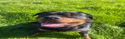 Rottweiler dogs for sale: 2 year old boy looking for forever home  - Advert 1