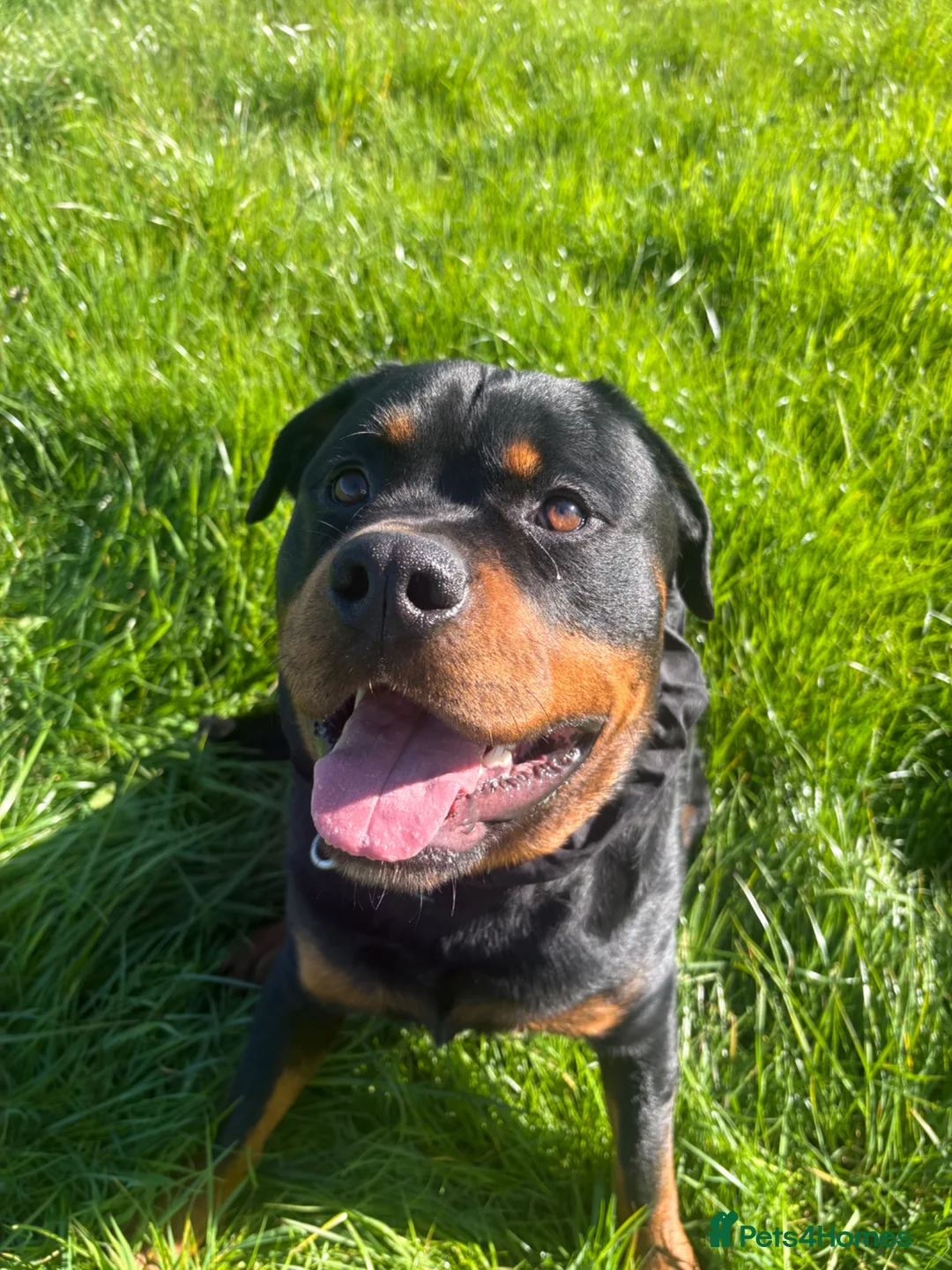 Rottweiler dogs for sale: 2 year old boy looking for forever home  - Advert 1