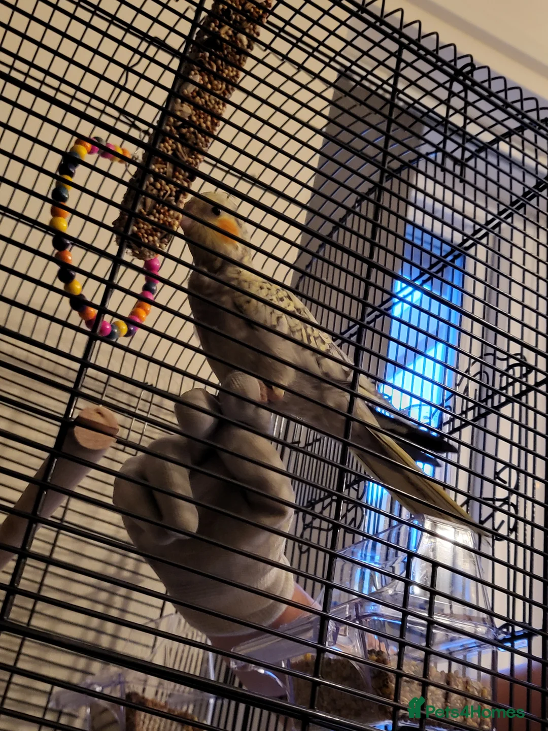 Cockatiels birds for sale: Male & Female Cockatiels for Rehoming  - Advert 3