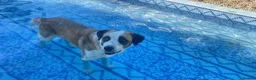 Mixed Breed dogs for adoption: 🐾 Meet Benji 😍😍 - Advert 6