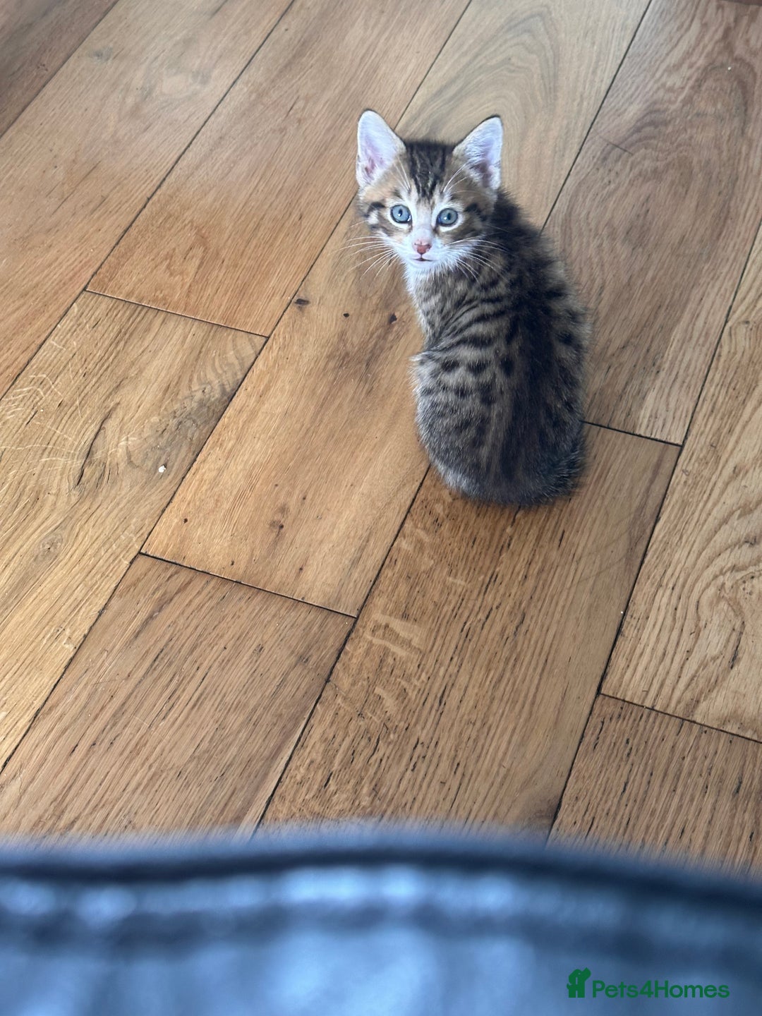Mixed Breed cats for sale: Beautiful mixed breed kittens  - Image 6