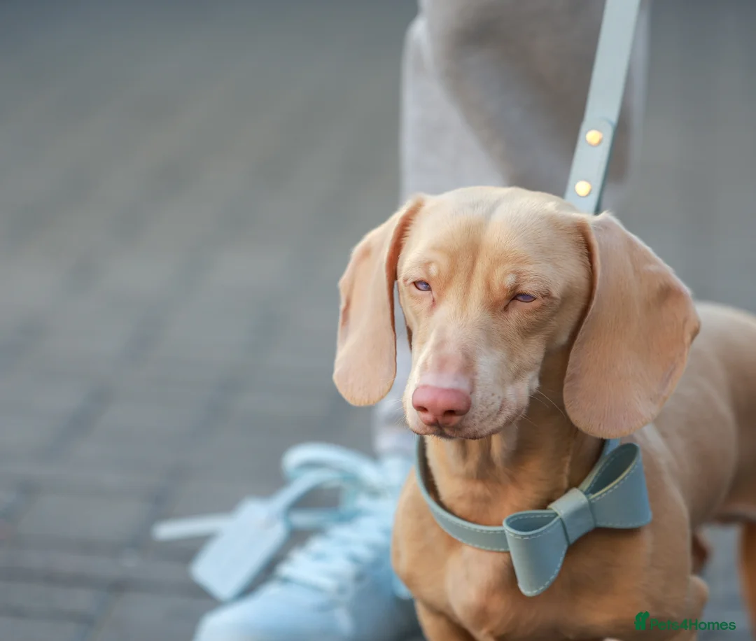 Miniature Dachshund dogs for stud: Full Pink Dachshund Stud  in Wickford - Advert 3