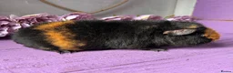 Guinea Pig rodents for sale: Pair Of Teddy Girls - Advert 3