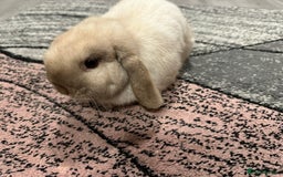 Mini Lop rabbits for sale: Mini lop boy for sale  - Advert 2