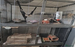 Chinchilla rodents for sale: Chinchillas for sale - Image 14